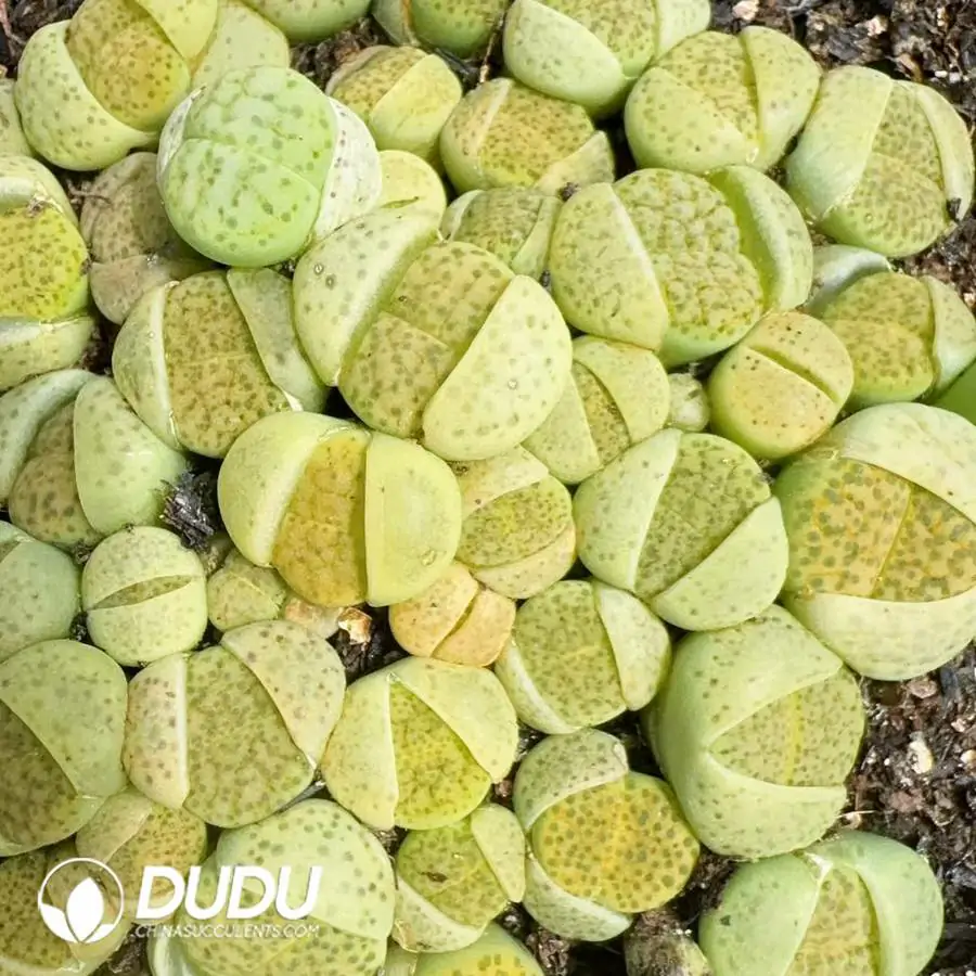 1756123965-1742896780-e201.webp 200Pcs Lithops fulviceps cv. Aurea - Image 1