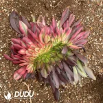 Aeonium Couple Mandarin Duck Cristata