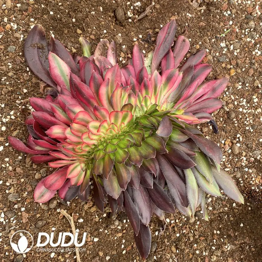 1756123982-1743041535-e201.webp Aeonium Couple Mandarin Duck Cristata - Image 1