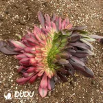 Aeonium Couple Mandarin Duck Cristata - Image 2