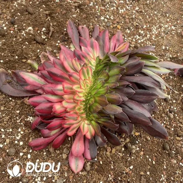 Aeonium Couple Mandarin Duck Cristata - Image 2