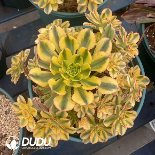 Aeonium Sun God Clustering - Image 1