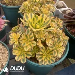 Aeonium Sun God Clustering - Image 2