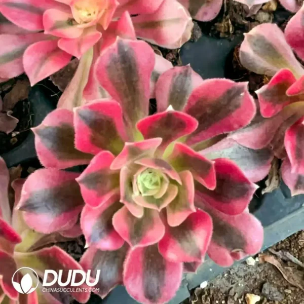 $1.2*128Pcs Aeonium Pink Witch Seedlings - Image 1