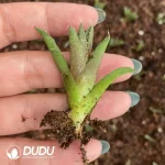Agave Green Submariner