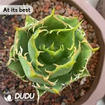 Agave Green Submariner - Image 2