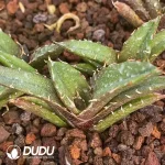 Agave Titanota Demon Claw