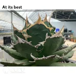 Agave Titanota Demon Claw - Image 2