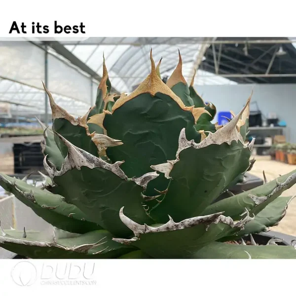 Agave Titanota Demon Claw - Image 2