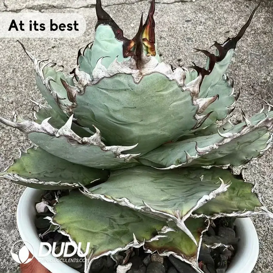 Agave Titanota Lion's Mane – Dudu Wholesale Rare Live Succulents