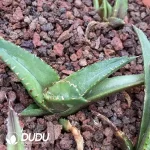 Agave Titanota White Flame