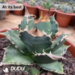 Agave Titanota White Flame - Image 2