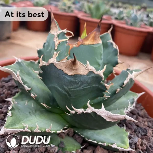 Agave Titanota White Flame - Image 2