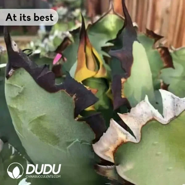 Agave Heipai - Image 2