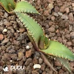 Agave Titanota Red Catweazle