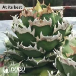 Agave Titanota Red Catweazle - Image 2