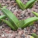 Agave Titanota You Zhu