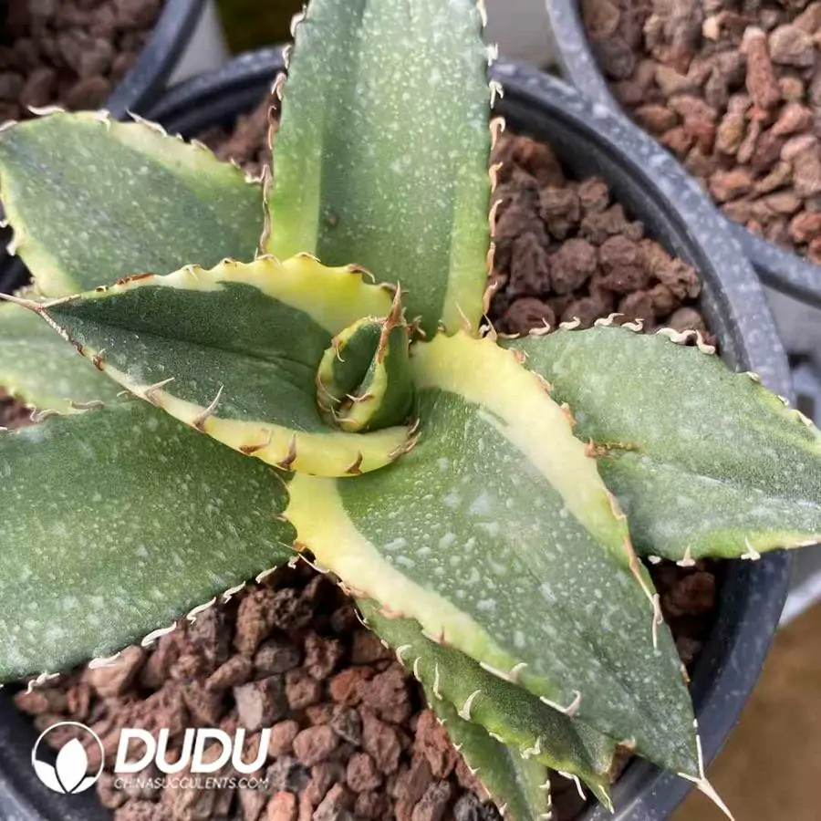 1756124040-1743383495-e201.webp Agave Xiying - Image 1