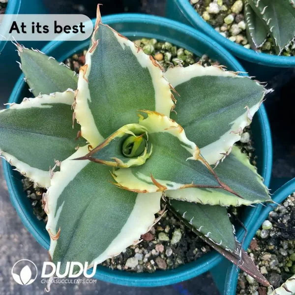 Agave Xiying - Image 2