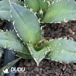 Agave Titanota Gentry White