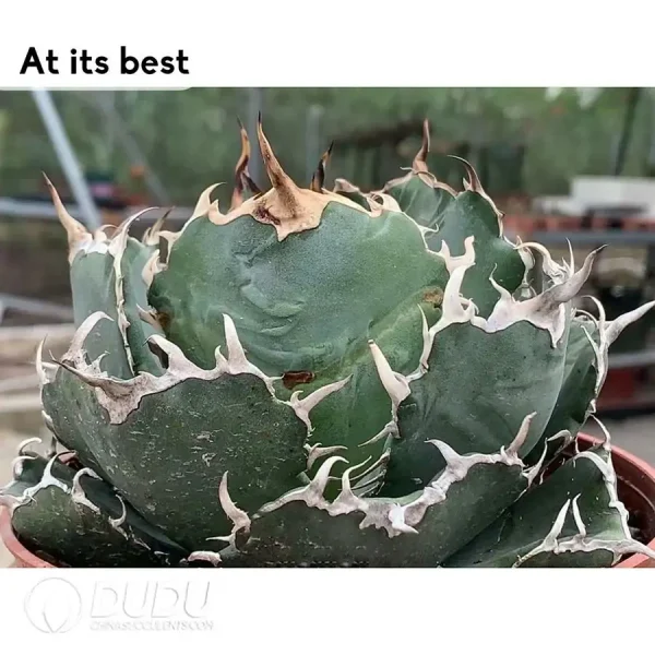 Agave Titanota Gentry White - Image 2