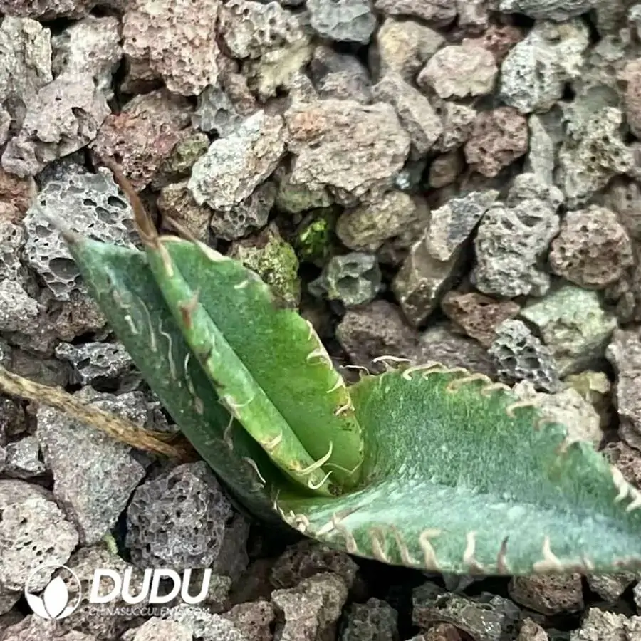 1756124057-1743383539-e201.webp Agave Baozhu - Image 1