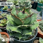 Agave Baozhu - Image 2