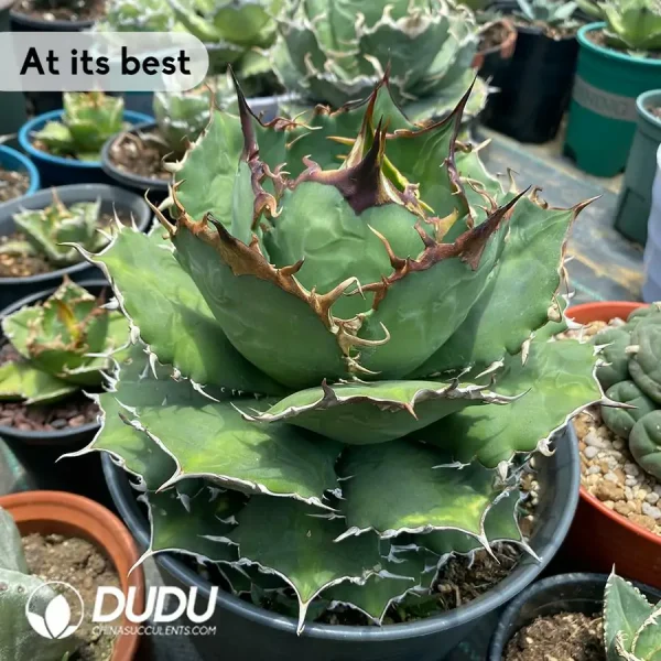 Agave Baozhu - Image 2