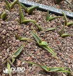 Agave Blue Whale Variegated