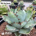 Agave Blue Whale Variegated - Image 2