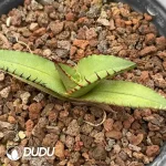 Agave Black Fire