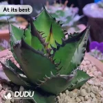 Agave Black Fire - Image 2