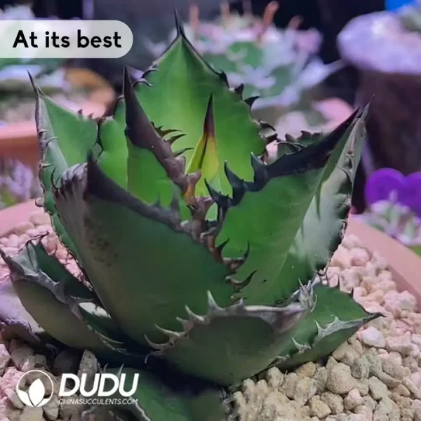 Agave Black Fire - Image 2