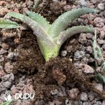 Agave Turtle