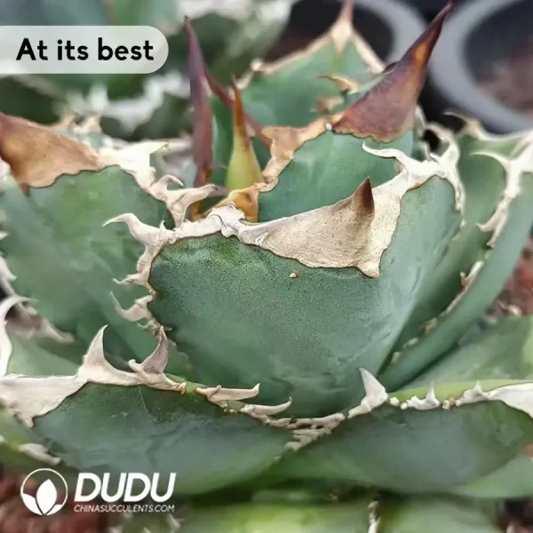 Agave Turtle - Image 2
