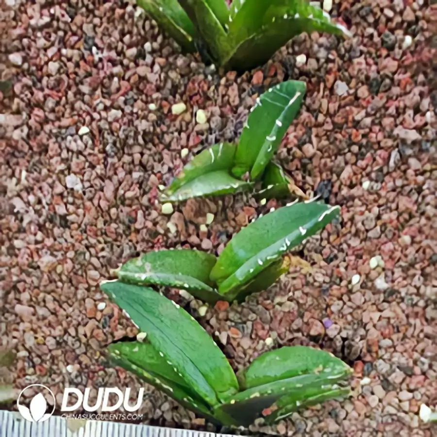 1756124075-1743383585-e201.webp Agave Meteor - Image 1