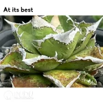 Agave Meteor - Image 2