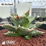 Agave Hailstone - Image 2