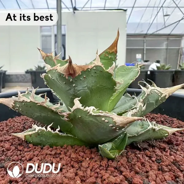 Agave Hailstone - Image 2