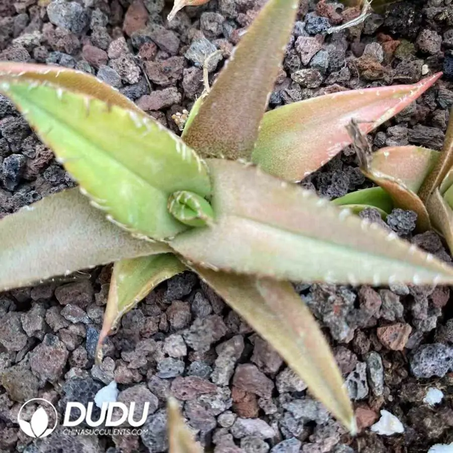 1756124095-1743383637-e201.webp Agave Venom - Image 1