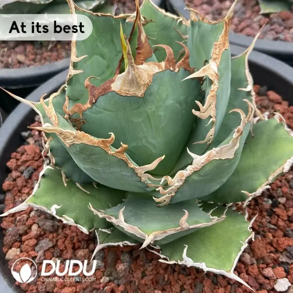 Agave Venom - Image 2