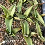 Agave Blue Elf
