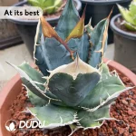 Agave Blue Elf - Image 2