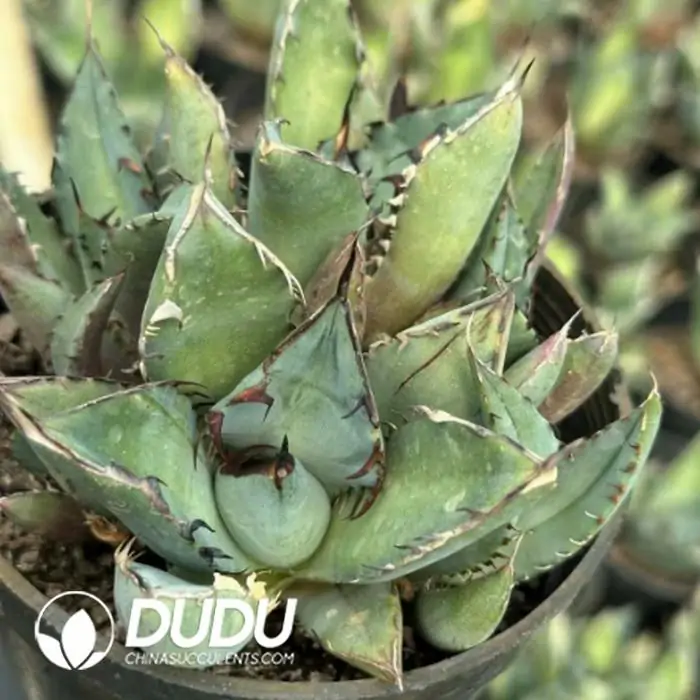 1756124114-1743383688-e201.webp Agave Black Whale lateral bud - Image 1