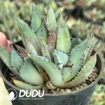 Agave Black Whale lateral bud - Image 2