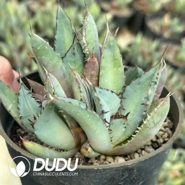 Agave Black Whale lateral bud - Image 2