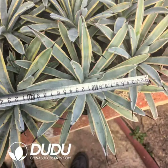 1756124127-1743383729-e201.webp Agave Phnom Penh Bafang Temple - Image 1