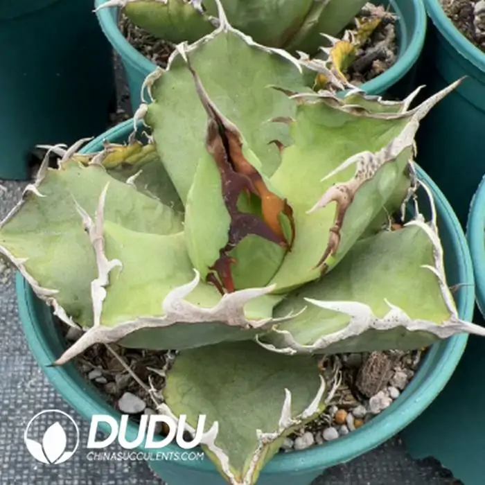 1756124130-1743383741-e201.webp Agave Crab - Image 1