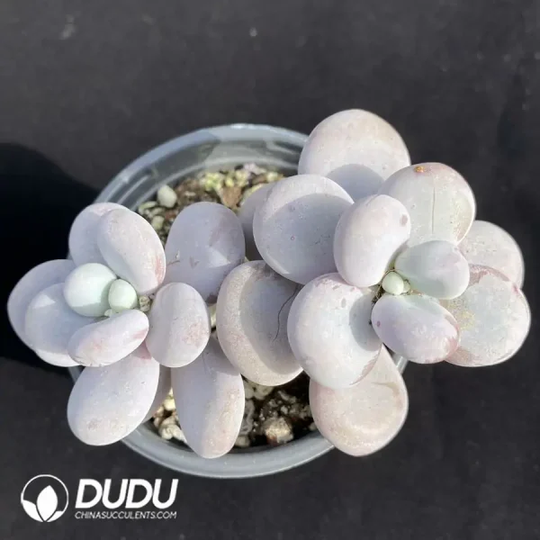 Pachyphytum Cheese Double - Image 1