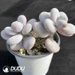 Pachyphytum Cheese Double - Image 2